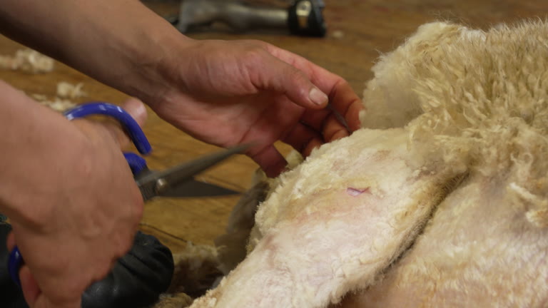 A close view of hands guiding shears through a sheep’s wool.